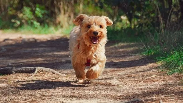 Pet Behavior Recognition AI: How It Works and Why It Matters - 配图2