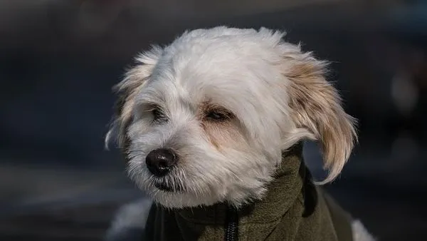 Pet Food Industry Solutions: 2025 Smart Manufacturing Guide Pet Food Industry Solutions: 2025 Smart Manufacturing Guide - 配图2