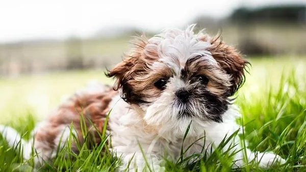 Pet AI Recognition Accuracy: How It Works & How Good It Is Pet AI Recognition Accuracy: How It Works & How Good It Is - 配图1