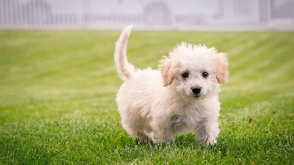 Understanding Dog Behavior: Key Signals and Meanings