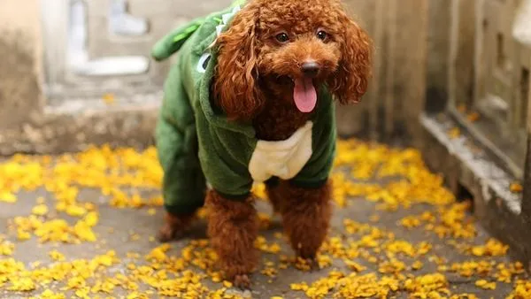 Pet Industry Players Roundup: Key Trends & Leaders - 配图2