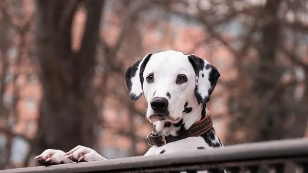 Pet Behavior Training: Science-Based Steps That Work Pet Behavior Training: Science-Based Steps That Work - 配图2