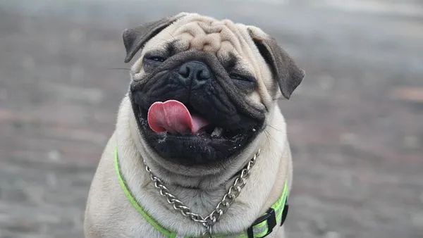 Pet AI Development API: Integrate in 6 Steps
