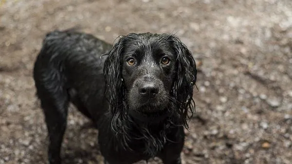 Pet Behavior Training: Science-Based Steps That Work