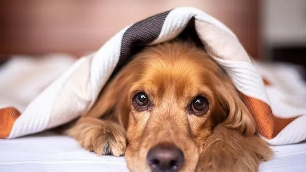 Pet Voice Recognition AI: How It Works and Top Uses Pet Voice Recognition AI: How It Works and Top Uses - 配图2