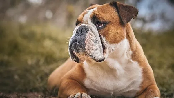 What Is Pet AI Large Model? Key Facts & 2025 Guide What Is Pet AI Large Model? Key Facts & 2025 Guide - 配图2