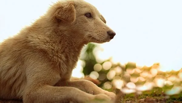 Pet Supply Chain Digitalization: A 2025 Guide for Pet Brands Pet Supply Chain Digitalization: A 2025 Guide for Pet Brands - 配图1