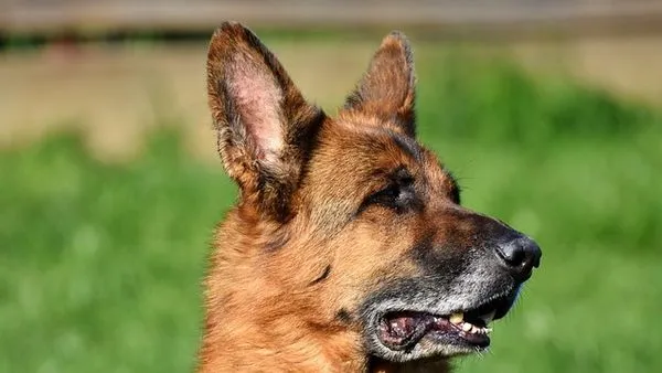 Pet Brand Marketing Strategies: Win in 2024 Pet Brand Marketing Strategies: Win in 2024 - 配图2