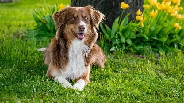 Pet Hospital AI System: 2025 Guide for Vet Clinics Pet Hospital AI System: 2025 Guide for Vet Clinics - 配图2