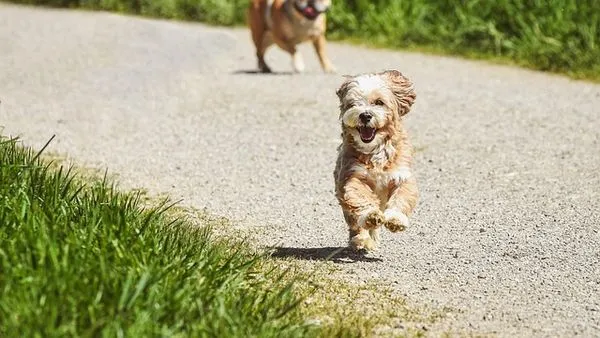 Pet AI Consultation System: Accuracy, Cost & Benefits Pet AI Consultation System: Accuracy, Cost & Benefits - 配图2