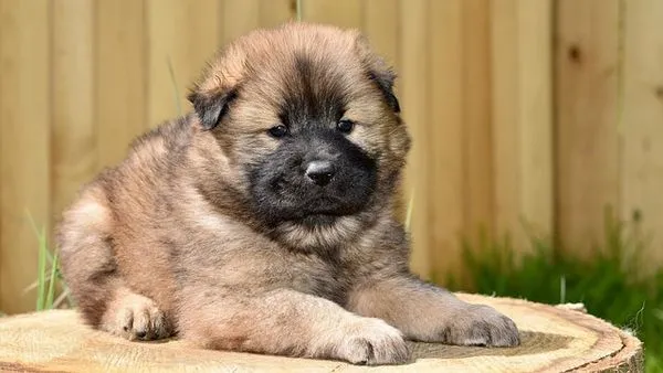 Smart Pet Hardware Market: 2025 Growth Stats & Top Trends Smart Pet Hardware Market: 2025 Growth Stats & Top Trends - 配图1