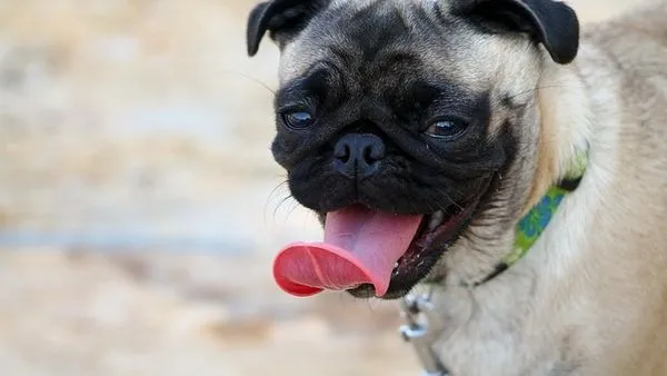 Pet AI Image Recognition Principles: How It Works Pet AI Image Recognition Principles: How It Works - 配图2