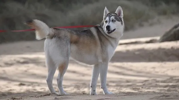 Pet Breed Recognition AI: How It Works and Top Uses Pet Breed Recognition AI: How It Works and Top Uses - 配图2