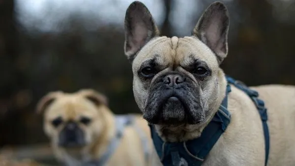 Pet Telemedicine: What It Is, Benefits and How It Works Pet Telemedicine: What It Is, Benefits and How It Works - 配图1