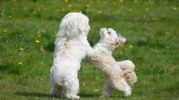 Pet Supply Chain Digitalization: A 2025 Guide for Pet Brands Pet Supply Chain Digitalization: A 2025 Guide for Pet Brands - 配图2