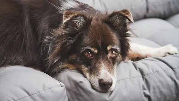 Understanding Dog Behavior: Key Signals and Meanings Understanding Dog Behavior: Key Signals and Meanings - 配图2