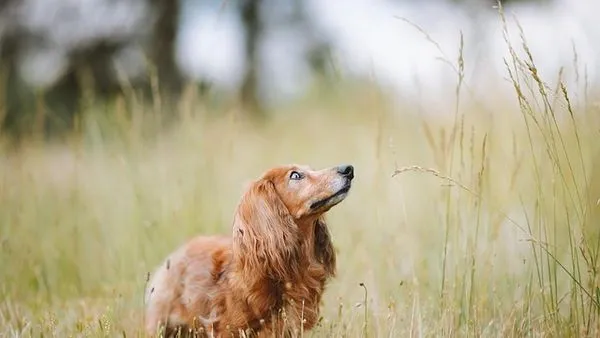 Digital Pet Medication Management: The 2025 Owner's Guide Digital Pet Medication Management: The 2025 Owner's Guide - 配图2