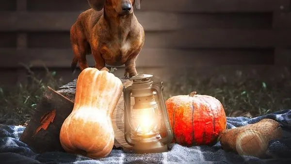 Complete Pet Deworming Guide: Schedule & Care Tips