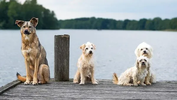 Pet Industry Players Roundup: Key Trends & Leaders