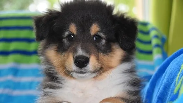 Pet Vaccination Schedule by Age: Core Vaccines Explained