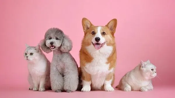 Smart Pet Collar: Top Features, GPS, and Health Insights Smart Pet Collar: Top Features, GPS, and Health Insights - 配图1