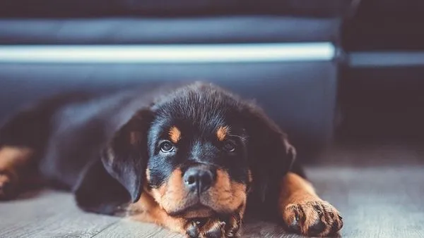 Cat Ringworm Treatment: Vet-Approved Steps & Care Plan Cat Ringworm Treatment: Vet-Approved Steps & Care Plan - 配图2