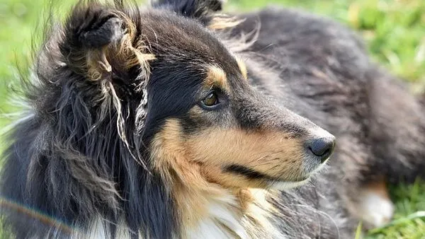 Dog Breeds Complete Guide: Types, Temperament & Care - 配图2
