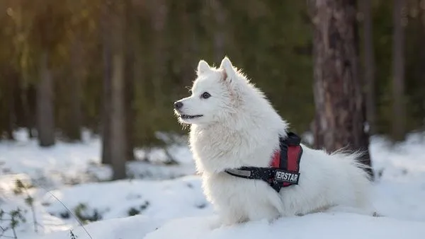 Pet Wearable Devices: The Complete Smart Tracking Guide Pet Wearable Devices: The Complete Smart Tracking Guide - 配图2