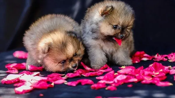Pet Skin Disease Care: Causes, Signs and Treatment Pet Skin Disease Care: Causes, Signs and Treatment - 配图1