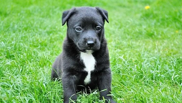 Pet Industry Policies and Regulations: A 2024 Compliance Gui - 配图2