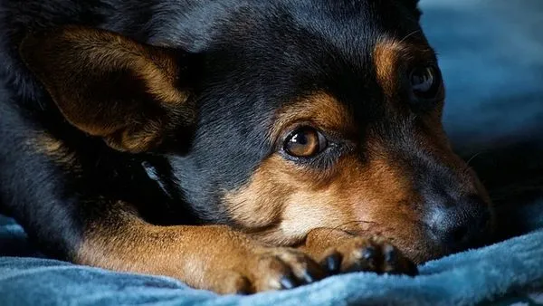 Pet Industry Data Analysis: Trends & Consumer Insights