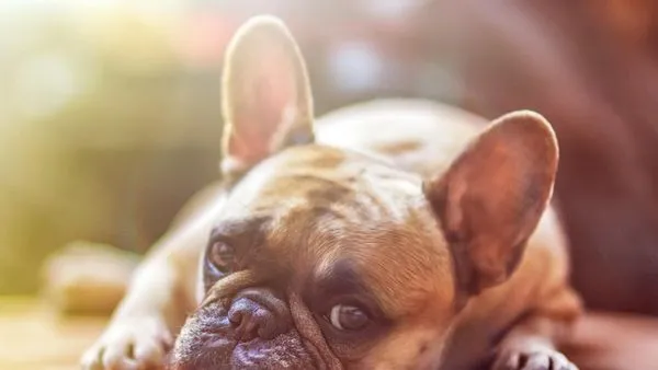 Pet AI Imaging Diagnosis: How It Works and Benefits Pet AI Imaging Diagnosis: How It Works and Benefits - 配图1