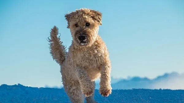 Pet Breed Recognition AI: How It Works and Top Uses Pet Breed Recognition AI: How It Works and Top Uses - 配图1