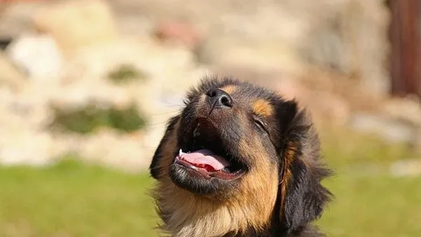 Pet Emotion Recognition AI: How It Works and Top Uses Pet Emotion Recognition AI: How It Works and Top Uses - 配图2