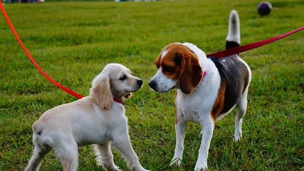 Pet Hospital Digital Transformation: A 2024 Roadmap Pet Hospital Digital Transformation: A 2024 Roadmap - 配图2