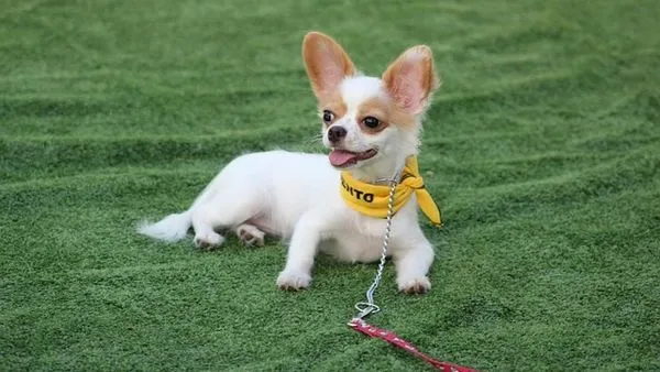 GPS Pet Tracking Collar: 2024 Complete Buyer’s Guide GPS Pet Tracking Collar: 2024 Complete Buyer’s Guide - 配图2