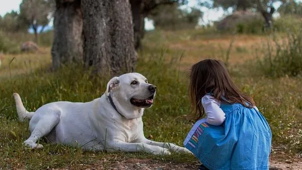 Pet Industry White Paper: Key Trends and Insights Pet Industry White Paper: Key Trends and Insights - 配图2