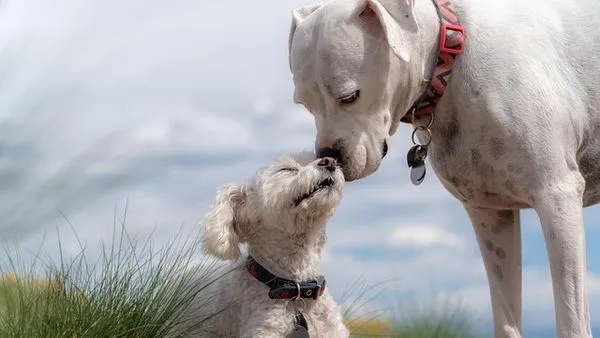 Smart Pet Collar Solution: GPS & Health Tracking Guide Smart Pet Collar Solution: GPS & Health Tracking Guide - 配图2