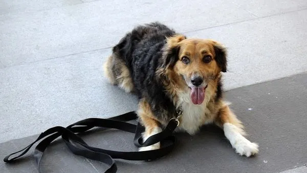 Pet Behavior Camera: How It Works and Top Uses