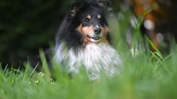 Pet Recognition Encyclopedia: How AI Identifies Your Pet