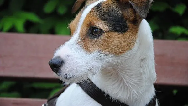 Pet Industry Investment Opportunities: 2025 Market Guide - 配图2