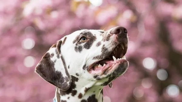 Pet Behavior Monitoring Device: Complete Guide and Tips Pet Behavior Monitoring Device: Complete Guide and Tips - 配图2