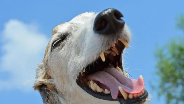Pet Body Temperature Monitoring: Complete Vet Guide