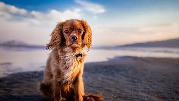 Pet Multimodal Large Model: What It Is and How It Works Pet Multimodal Large Model: What It Is and How It Works - 配图2