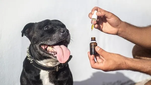 GPS Pet Tracking Collar: 2024 Complete Buyer’s Guide GPS Pet Tracking Collar: 2024 Complete Buyer’s Guide - 配图1