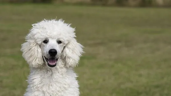 Complete Pet Deworming Guide: Schedule & Care Tips - 配图2