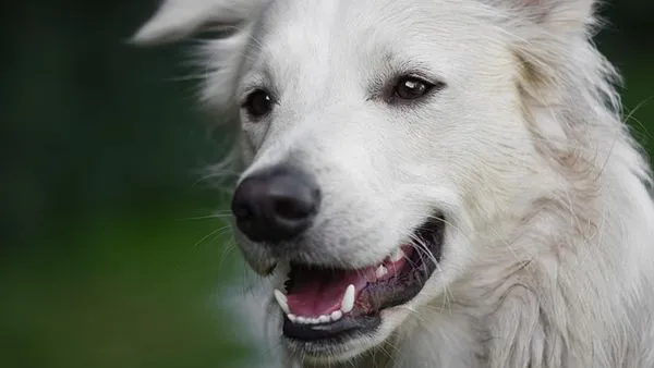 Pet Industry Funding News: 2025 Investment Trends & Key Deal Pet Industry Funding News: 2025 Investment Trends & Key Deal - 配图1