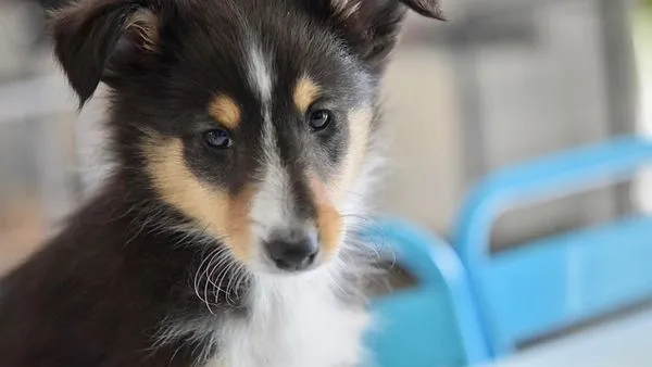 Pet Healthcare Big Data: 5 Ways It Saves Lives Pet Healthcare Big Data: 5 Ways It Saves Lives - 配图2