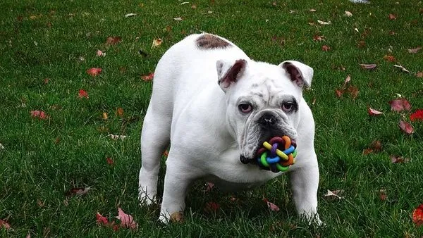 Is Online Pet Consultation Reliable? Facts & Tips Is Online Pet Consultation Reliable? Facts & Tips - 配图2
