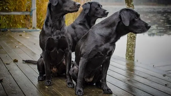Pet Recognition Encyclopedia: How AI Identifies Your Pet Pet Recognition Encyclopedia: How AI Identifies Your Pet - 配图2